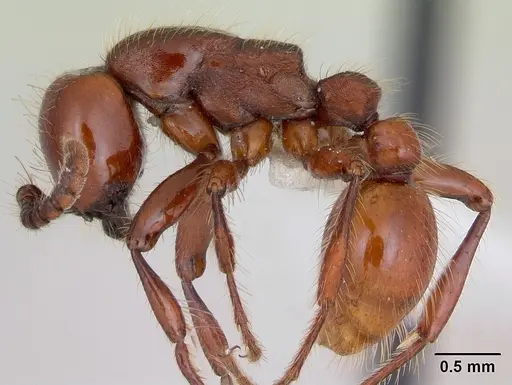 Neivamyrmex diversinodis specimen