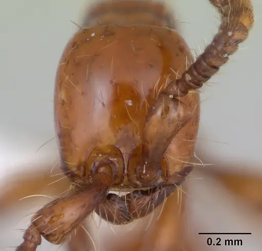 Neivamyrmex diversinodis - CASENT0173523