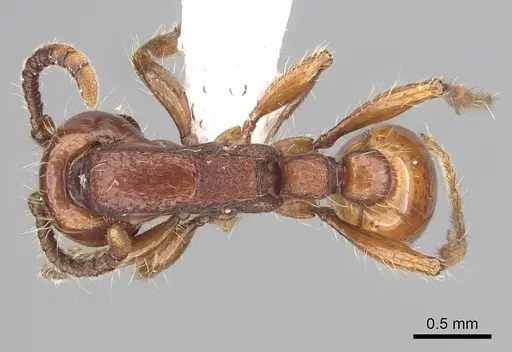 Neivamyrmex diversinodis - CASENT0249480