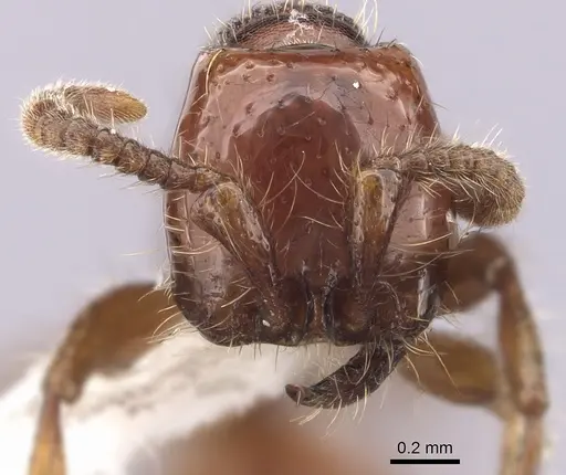 Neivamyrmex diversinodis - CASENT0249480