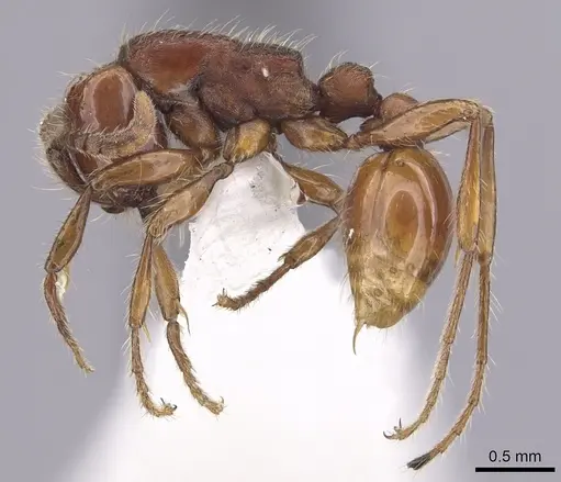 Neivamyrmex diversinodis - CASENT0249480