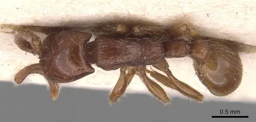 Neivamyrmex diversinodis - CASENT0905724