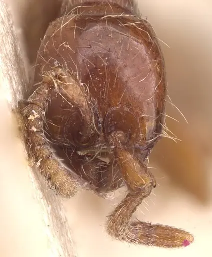 Neivamyrmex diversinodis - CASENT0905724