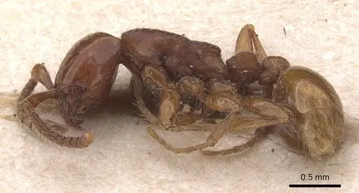 Neivamyrmex diversinodis - CASENT0905724