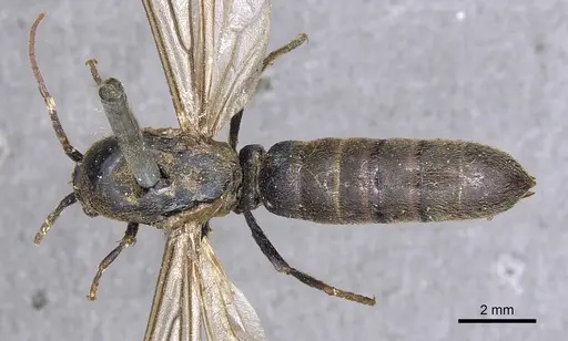 Neivamyrmex dorbignii specimen