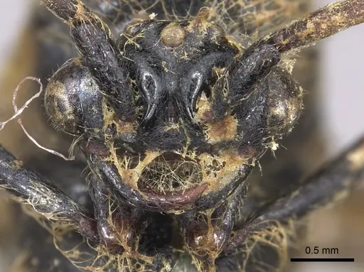 Neivamyrmex dorbignii specimen