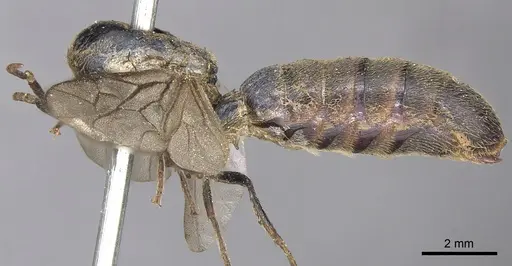 Neivamyrmex dorbignii specimen