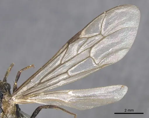 Neivamyrmex dorbignii - CASENT0901945