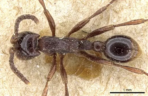 Neivamyrmex dorbignii - CASENT0903732