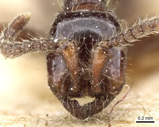 Neivamyrmex dorbignii - CASENT0903732