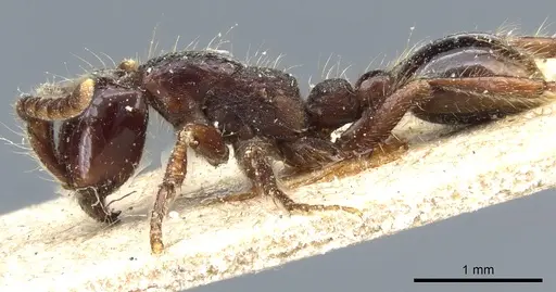 Neivamyrmex dorbignii - CASENT0903732