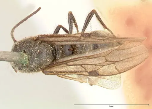 Neivamyrmex dorbignii - FOCOL0678