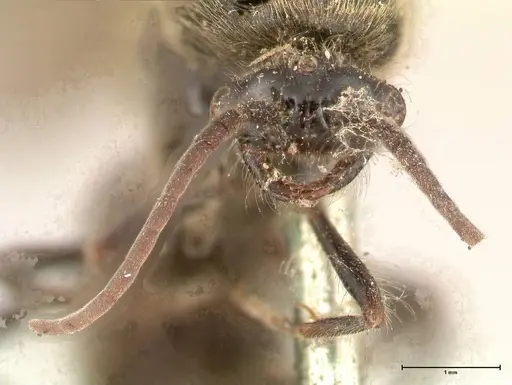 Neivamyrmex dorbignii - FOCOL0678