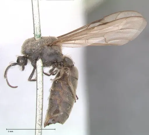 Neivamyrmex dorbignii - FOCOL0678