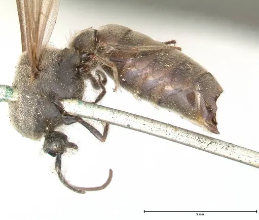 Neivamyrmex dorbignii - FOCOL0678