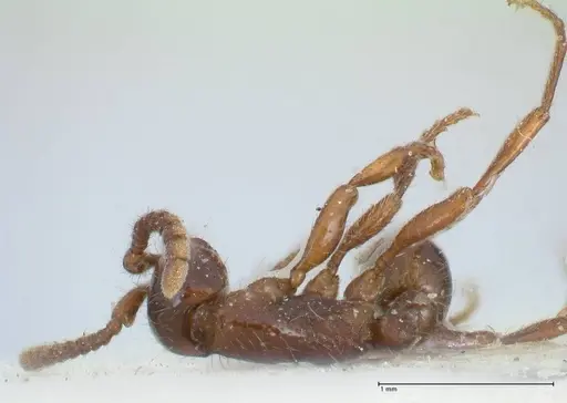 Neivamyrmex dorbignii - FOCOL1137