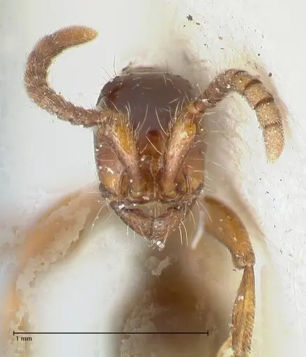 Neivamyrmex dorbignii - FOCOL1137