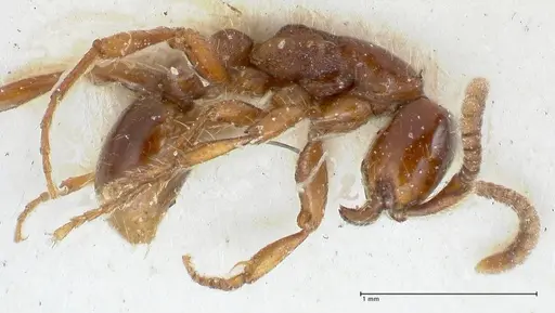 Neivamyrmex dorbignii - FOCOL1137