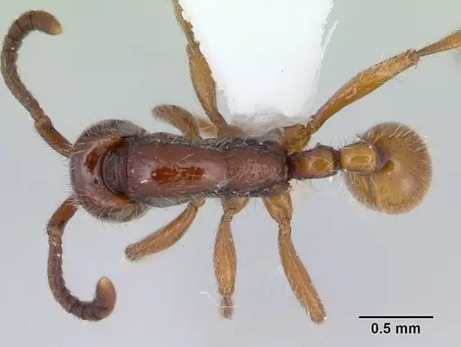Neivamyrmex emersoni specimen