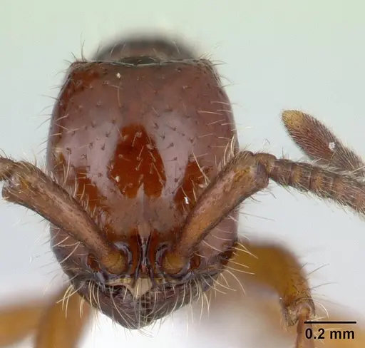 Neivamyrmex emersoni specimen