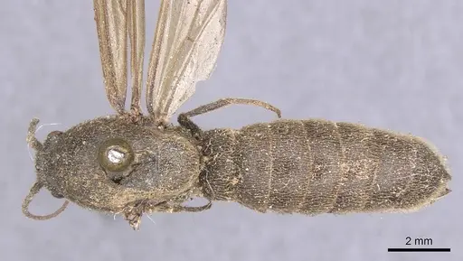 Neivamyrmex emeryi specimen