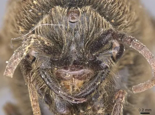 Neivamyrmex emeryi specimen