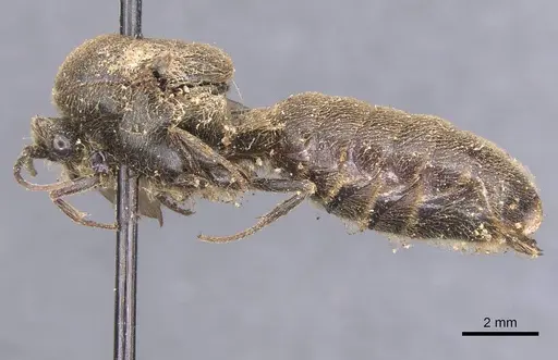 Neivamyrmex emeryi specimen