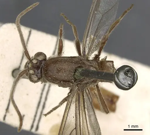 Neivamyrmex erichsonii specimen