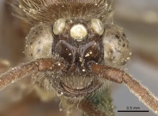Neivamyrmex erichsonii specimen