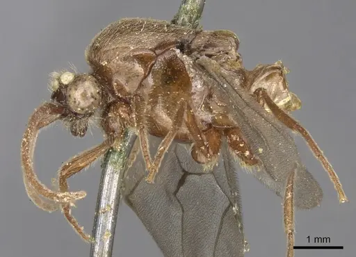 Neivamyrmex erichsonii specimen