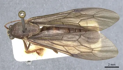 Neivamyrmex falcifer specimen