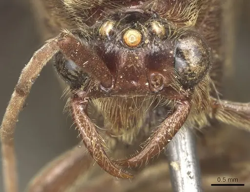Neivamyrmex falcifer specimen