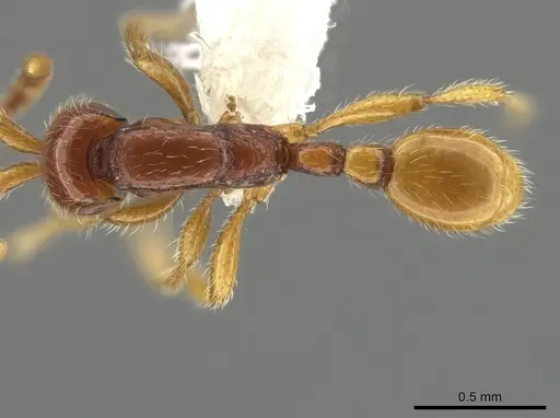 Neivamyrmex fumosus specimen