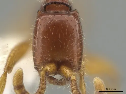 Neivamyrmex fumosus specimen