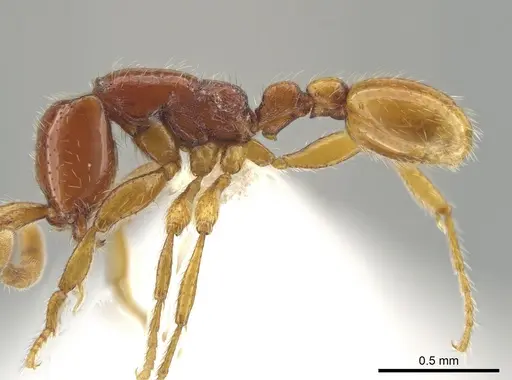 Neivamyrmex fumosus specimen