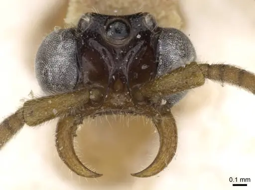 Neivamyrmex fumosus - CASENT0905969