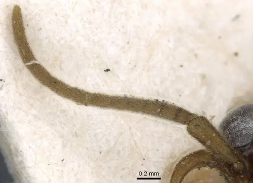 Neivamyrmex fumosus - CASENT0905969