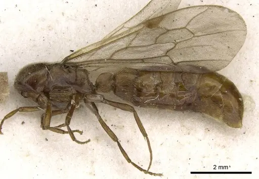 Neivamyrmex fumosus - CASENT0905969