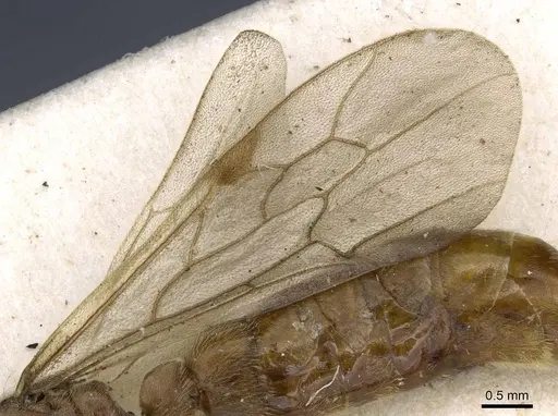 Neivamyrmex fumosus - CASENT0905969