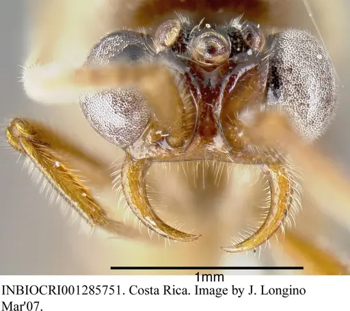 Neivamyrmex fumosus - INBIOCRI001285751