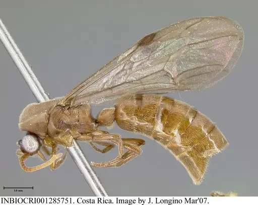 Neivamyrmex fumosus - INBIOCRI001285751