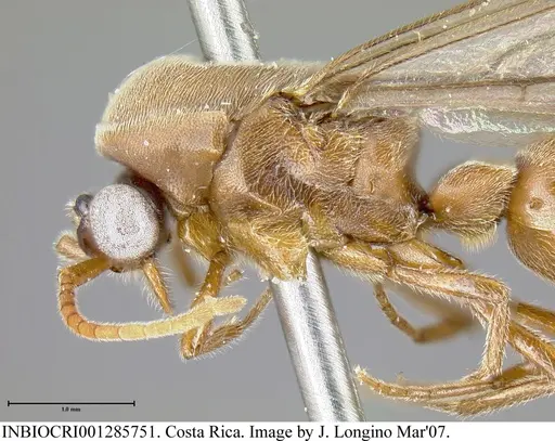 Neivamyrmex fumosus - INBIOCRI001285751