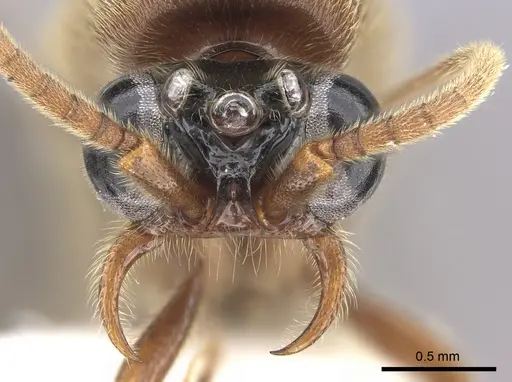 Neivamyrmex fumosus - JTLC000014967