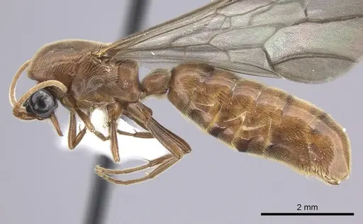 Neivamyrmex fumosus - JTLC000014967