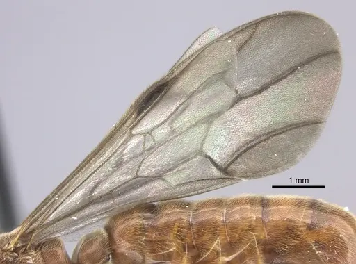 Neivamyrmex fumosus - JTLC000014967