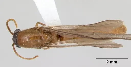 Neivamyrmex fuscipennis specimen