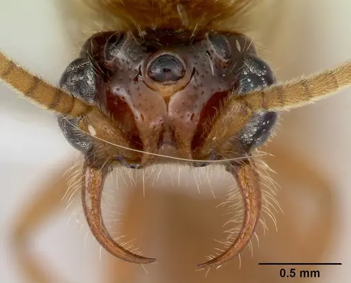 Neivamyrmex fuscipennis specimen