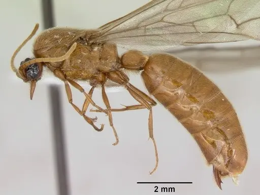 Neivamyrmex fuscipennis specimen