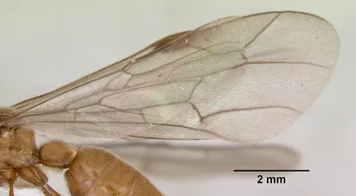 Neivamyrmex fuscipennis - CASENT0103460