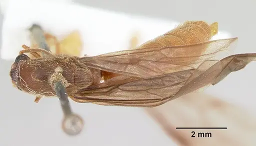 Neivamyrmex fuscipennis - CASENT0103461